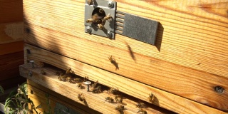 风景木蜂窝与蜜蜂在阳光下的特写镜头