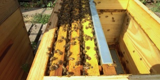 一个蜂巢，里面全是蜜蜂