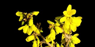 连翘黄花初春盛开，时隐时现与阿尔法通道