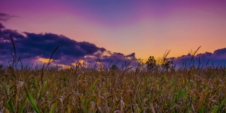 中西部日落玉米田和农民在爱荷华州和内布拉斯加州时间推移全高清