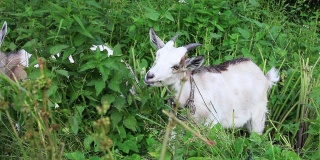 山羊和山羊妈妈在绿色的田野里吃草和荨麻
