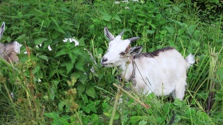 山羊和山羊妈妈在绿色的田野里吃草和荨麻视频素材模板下载