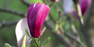 紫玉兰春天开花
