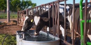 牛在围栏里喝水