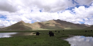 中国西藏喜马拉雅山湖中的黑牦牛