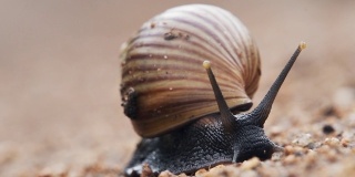 非洲肯尼亚，一只蜗牛在泥泞的地上慢慢爬行