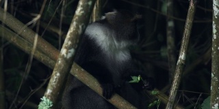 非洲野生动物在野外，一只塞克斯猴子躲在竹子后面吃叶子在肯尼亚阿伯代尔国家公园-特写镜头