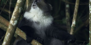 塞克斯猴子躲在竹子后面吃树叶在肯尼亚阿伯代尔国家公园-特写镜头