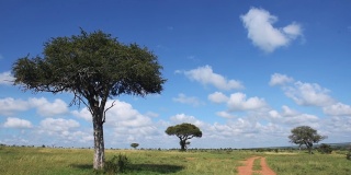 阳光明媚的肯尼亚金合欢树风景