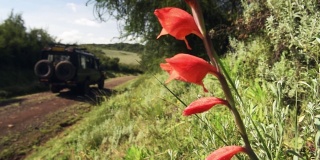 肯尼亚阿伯代尔国家公园，一辆游猎车行驶在红色花丛后面的土路上