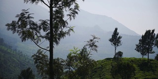 在一个雾蒙蒙的早晨，印度穆纳尔的山景树木和茶园