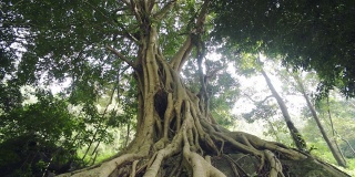 全景榕树底部的观点，在森林在Munnar，印度