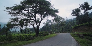 印度穆纳尔，一条被树木和茶园包围的乡间小路