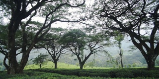 印度穆纳尔的茶园，一些大树下，在一个大雾和穆迪的日子