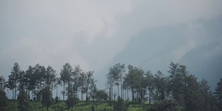 在一个多雾的日子里，印度喀拉拉邦穆纳尔的茶园景观山景