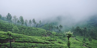 在一个雾天，印度穆纳尔的山景茶园