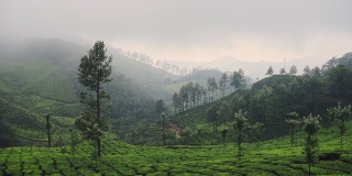 风景山景的茶园，在一个雾蒙蒙的日子，印度芒纳，在黄昏