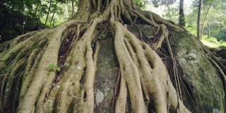 菩提树的底部视图，在一个森林在Munnar，印度