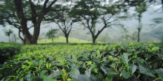 印度穆纳的茶园里，一些大树下，在一个雾蒙蒙、郁郁寡喜的日子里