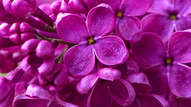 阳光明媚的日子里，一束盛开的紫丁香在风中摇曳。