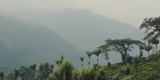 在一个多雾的日子，印度穆纳尔的风景山景树和茶园