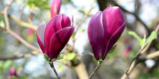 紫玉兰春天开花