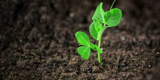 豌豆苗长出了土壤，时间流逝