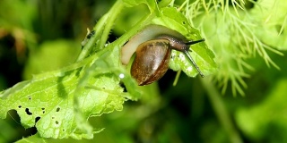 蜗牛在绿叶上爬。
