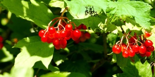美丽的夏日，花园里的树枝上挂着成熟的荚蒾红色浆果