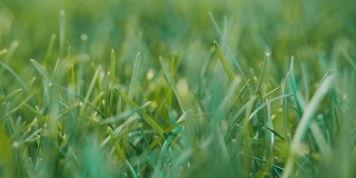 绿草近了。以绿草为自然背景。柔和的对焦，模糊的绿草效果。夏日绿草如茵，天气晴朗，阳光明媚。
