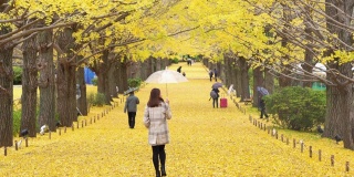 亚洲女性游客撑着伞在雨中行走，看着美丽的黄色银杏叶在秋天落下在日本昭和基嫩公园的4K后视图。日本旅游和季节变化的概念