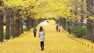 亚洲女性游客撑着伞在雨中行走，看着美丽的黄色银杏叶在秋天落下在日本昭和基嫩公园的4K后视图。日本旅游和季节变化的概念视频素材模板下载