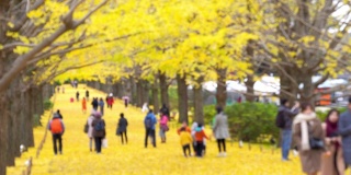 在日本昭和基嫩公园，一群游客在秋天散步，看着美丽的黄色银杏叶飘落，4K模糊的运动。日本旅游度假和季节变化的概念