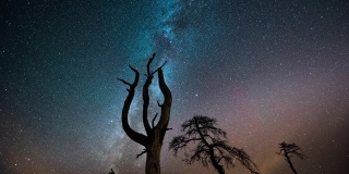 星空和银河覆盖着枯树