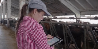 现代农场的日记。牲畜的牧场。奶牛。一个农妇在谷仓里检查牲口。