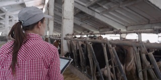 现代农场的日记。牲畜的牧场。奶牛。一个农妇在谷仓里检查牲口。