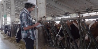 现代农场的日记。牲畜的牧场。奶牛。农夫在谷仓里检查牲口。