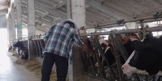 现代农场的日记。牲畜的牧场。奶牛。农夫在谷仓里检查牲口。