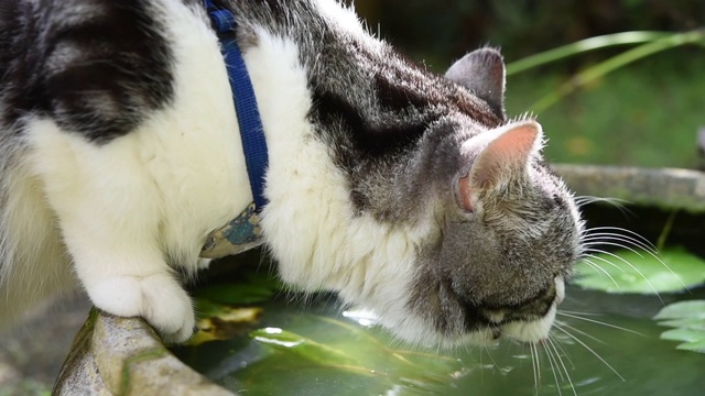 可爱的虎斑猫饮水在荷塘碗绿色花园。