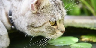 可爱的虎斑猫饮水在荷塘碗绿色花园。