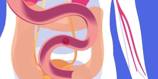 食物通过人体消化系统，从口腔到肠道的三维动画。