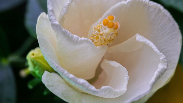 一个盛开的白色木槿花的时间流逝