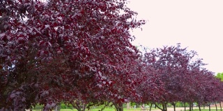 在阳光明媚的日子里，树上长着紫色的树叶。李属virginiana Shubert