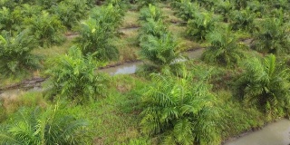 一架无人机在清晨从泰国亚洲乡村起飞，美丽的绿色郁郁葱葱的棕榈油种植园的近距离空中景观。种植着水道