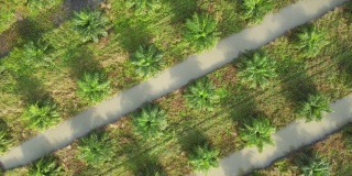一架无人机在清晨从泰国亚洲乡村起飞，美丽的俯视图放大了绿色郁郁葱葱的棕榈油种植园的空中景观。种植着水道