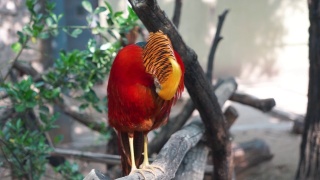 一只红金色的雉鸡在树枝上视频素材模板下载