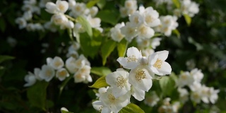 特写的小枝与美丽的雪白的茉莉花在花园里。盛开的茉莉花分支。植物、细节、自然