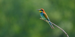 欧洲食蜂鸟(食蜂鸟)栖息在绿色的自然背景中的树枝上