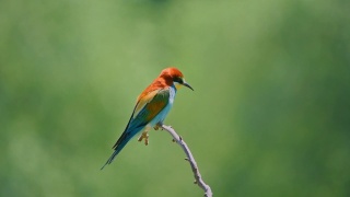 欧洲食蜂鸟(食蜂鸟)栖息在绿色的自然背景中的树枝上视频素材模板下载