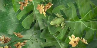 3D自然的叶子和青蛙过渡运动运动表示与3D渲染包括alpha路径。